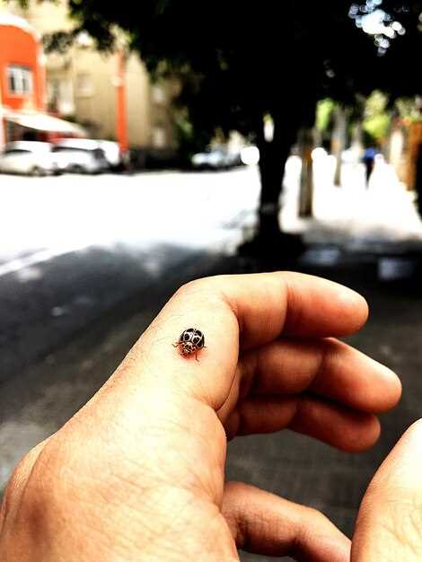 Как правильно извлечь клеща самостоятельно