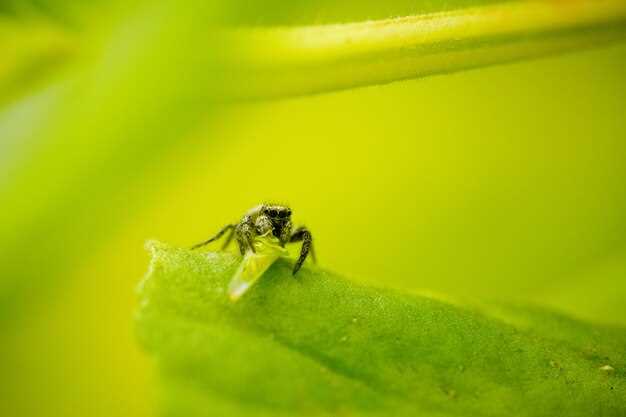Что делать при ощущении насекомых на голове