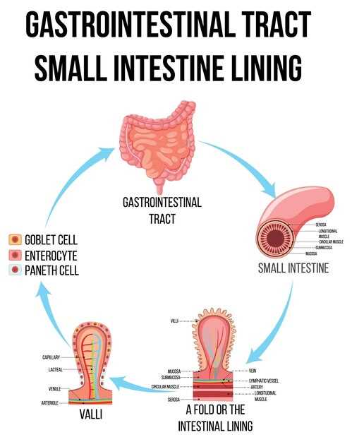 Роль селезенки в иммунной системе